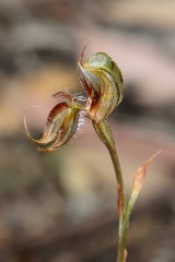Pterostylis setifera