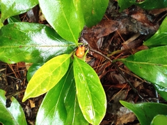 Gynochthodes umbellata