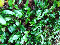 Gynochthodes umbellata