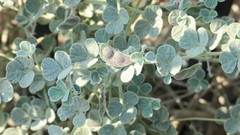 Rhynchosia schimperi