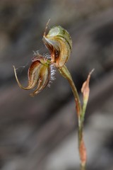 Pterostylis setifera