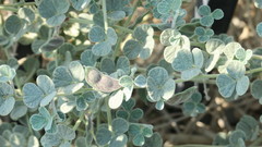 Rhynchosia schimperi