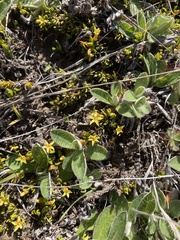Stackhousia minima
