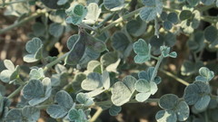 Rhynchosia schimperi