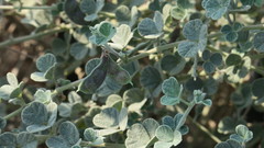 Rhynchosia schimperi