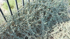 Rhynchosia schimperi