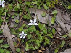 Isotoma