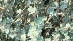 Rhynchosia schimperi