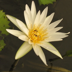 Nymphaea ampla