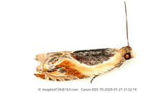 Ancylis badiana