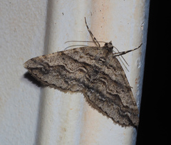 Syneora fractata