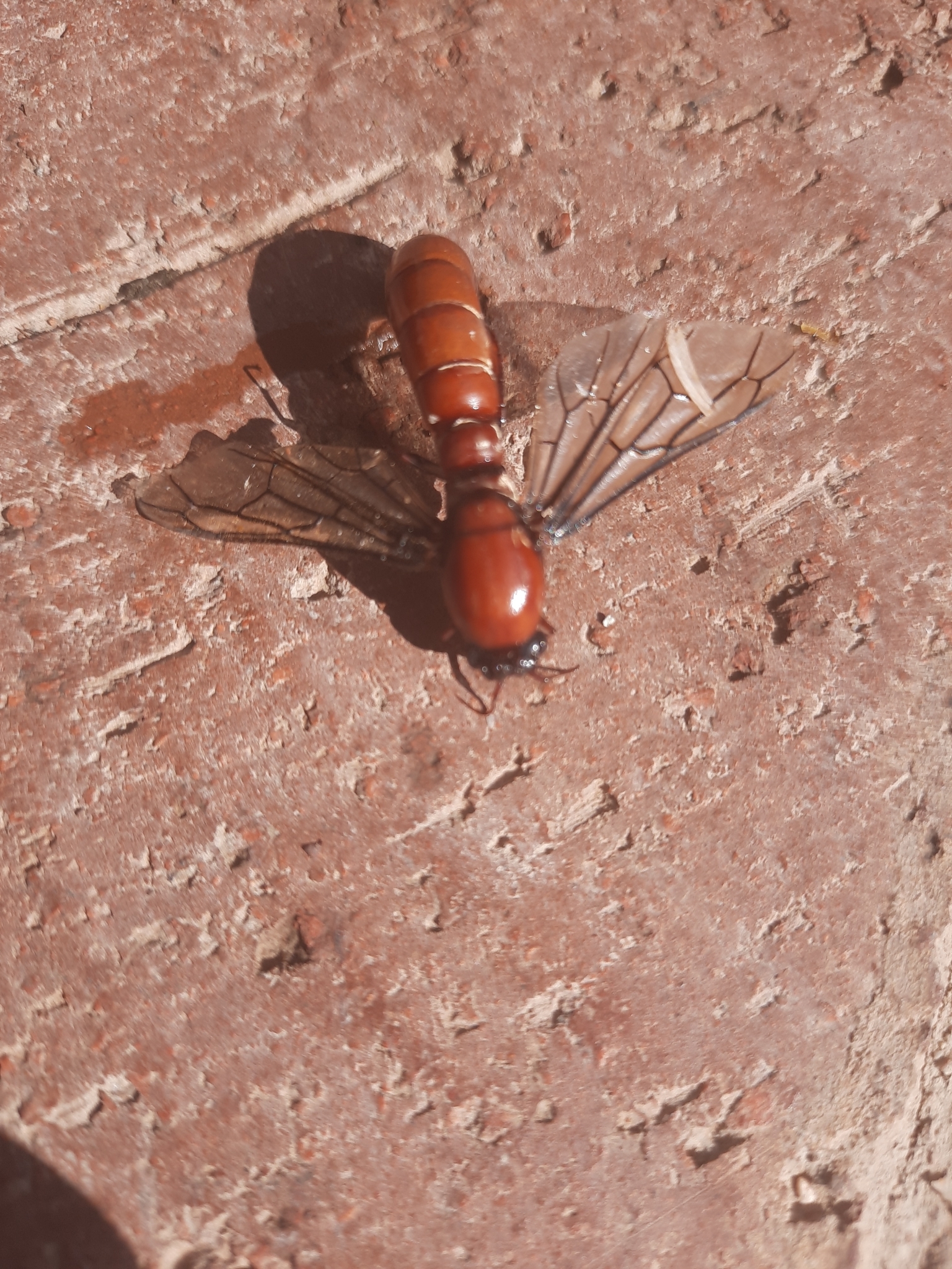 Dorylus helvolus