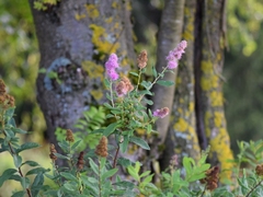 Spiraea × billardii