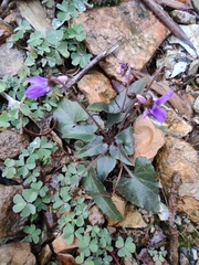 Viola variegata