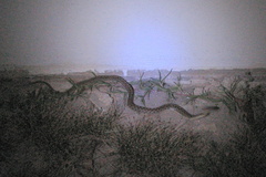 Thamnophis marcianus praeocularis
