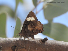 Ogyris genoveva