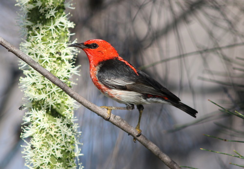 Myzomela sanguinolenta (Latham, 1801)