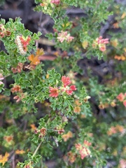 Dodonaea humilis