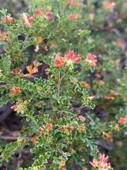 Dodonaea humilis