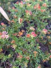 Dodonaea humilis