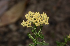 Ozothamnus retusus