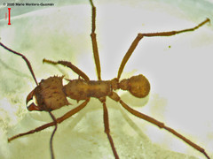 Acromyrmex octospinosus