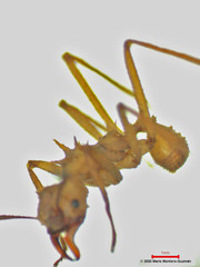 Acromyrmex octospinosus