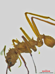 Acromyrmex octospinosus