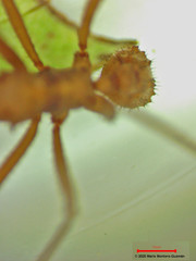 Acromyrmex octospinosus