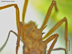 Acromyrmex octospinosus