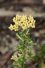Ozothamnus retusus