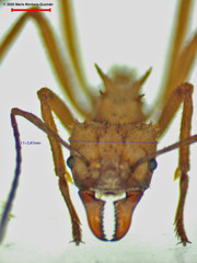 Acromyrmex octospinosus