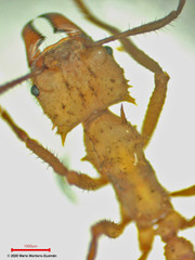 Acromyrmex octospinosus