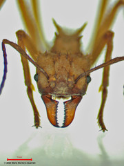 Acromyrmex octospinosus