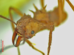 Acromyrmex octospinosus
