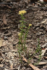 Ozothamnus retusus