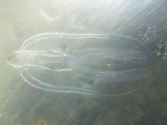 Bolinopsis microptera