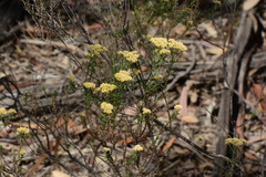 Ozothamnus retusus