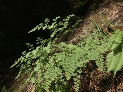 Adiantum shastense