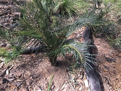 Macrozamia