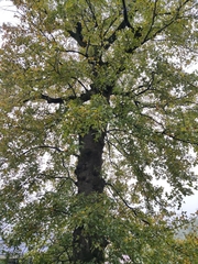 Liquidambar formosana