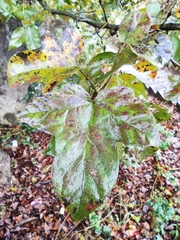 Liquidambar formosana