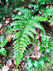 Dryopteris fuscipes