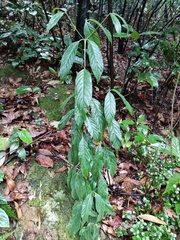 Tarenna mollissima