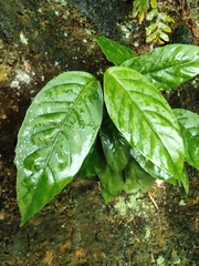 Maesa japonica