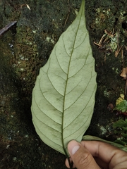 Maesa japonica