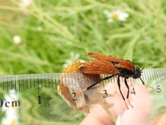 Pelecorhynchus fulvus