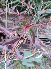 Ludwigia prostrata