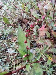 Persicaria pubescens