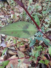 Persicaria pubescens